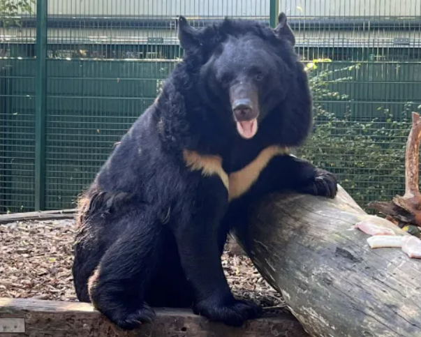 Медведь, которого спасли из-под обстрелов в Украине, нашел новый дом: история спасения косолапого (фото)